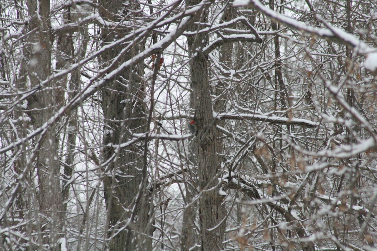 シマセゲラ - ML646802589