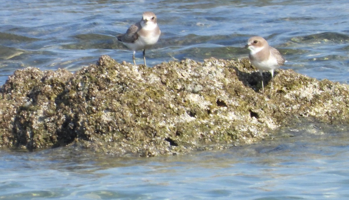 Wüstenregenpfeifer - ML646802591