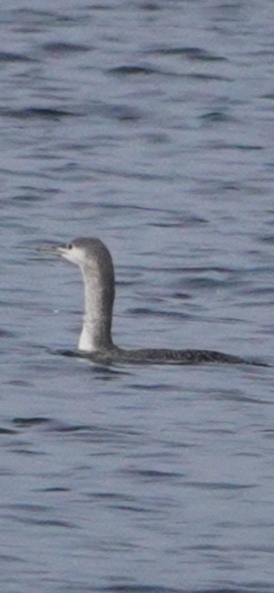 紅喉潛鳥 - ML646802593