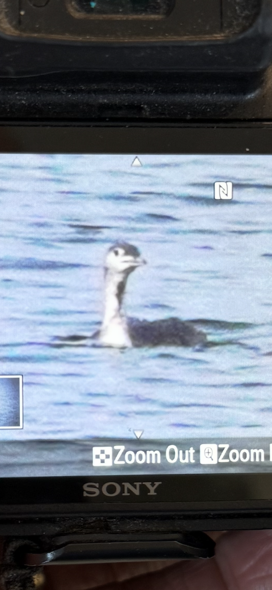 紅喉潛鳥 - ML646802594