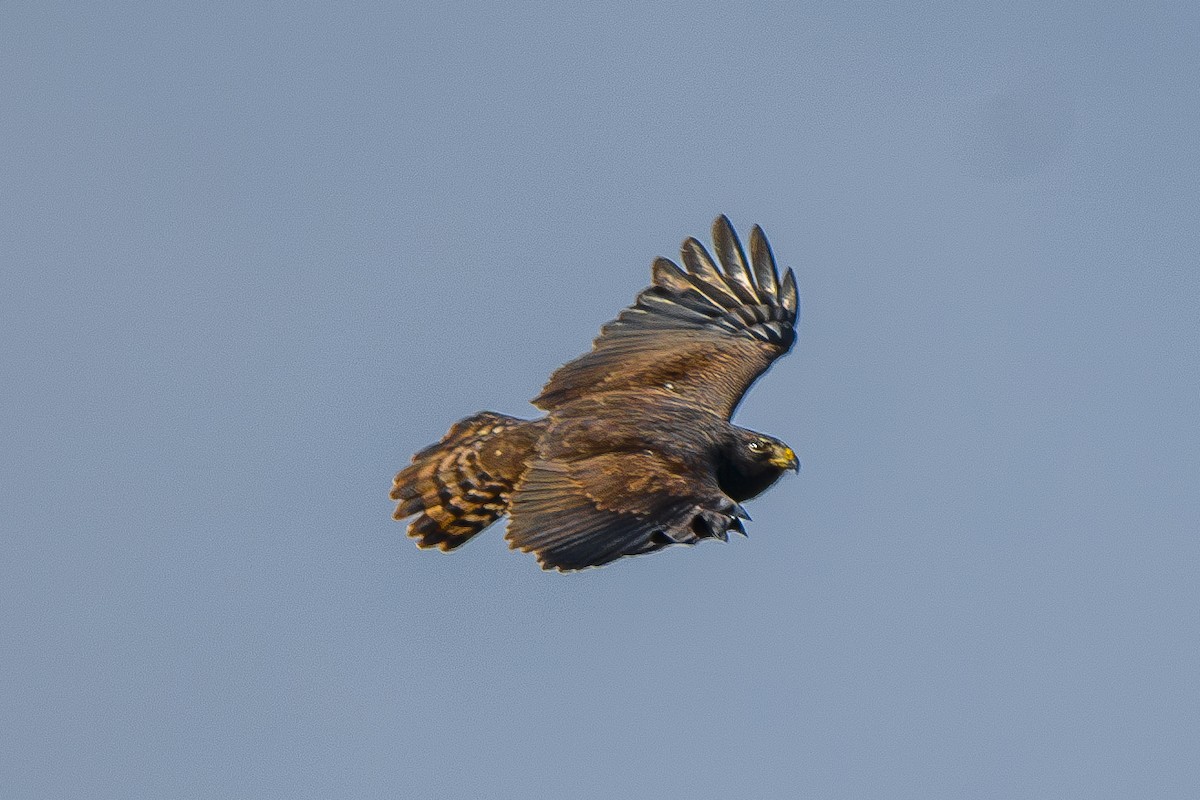 Short-tailed Hawk - ML646802598