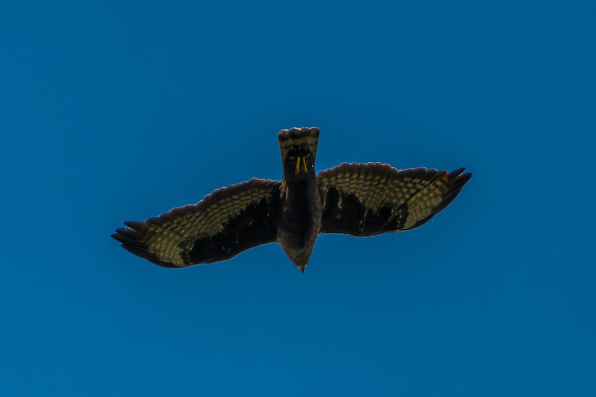 Short-tailed Hawk - ML646802599