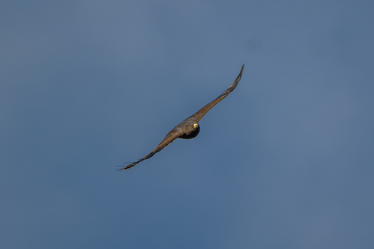 Short-tailed Hawk - ML646802600