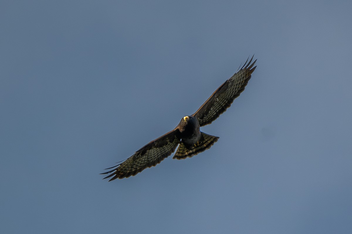 Short-tailed Hawk - ML646802601