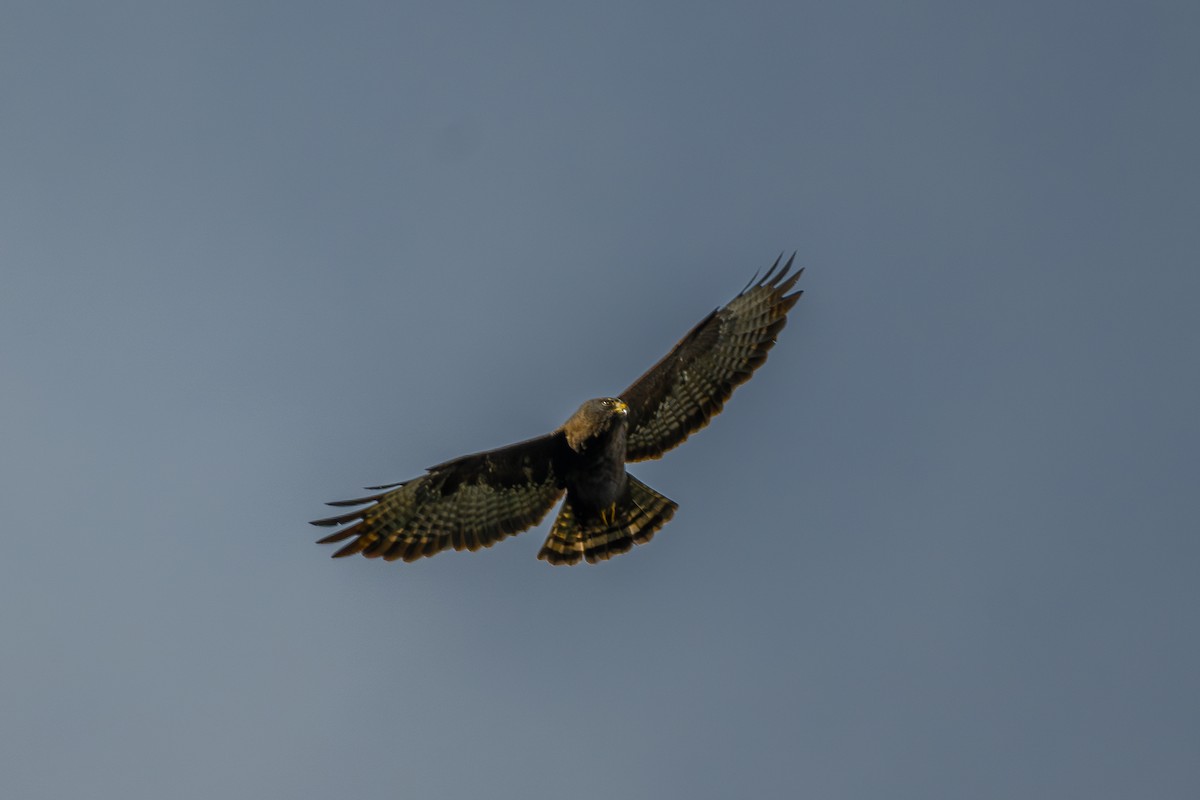 Short-tailed Hawk - ML646802602