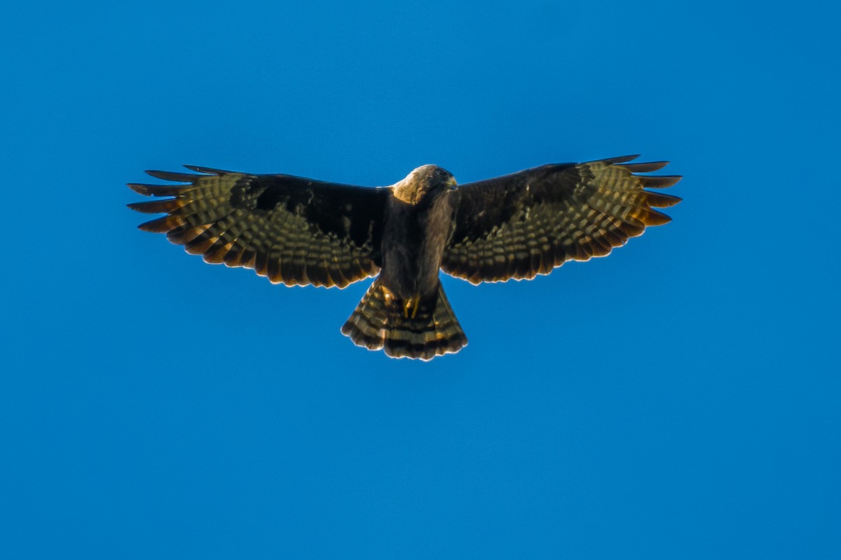 Short-tailed Hawk - ML646802603