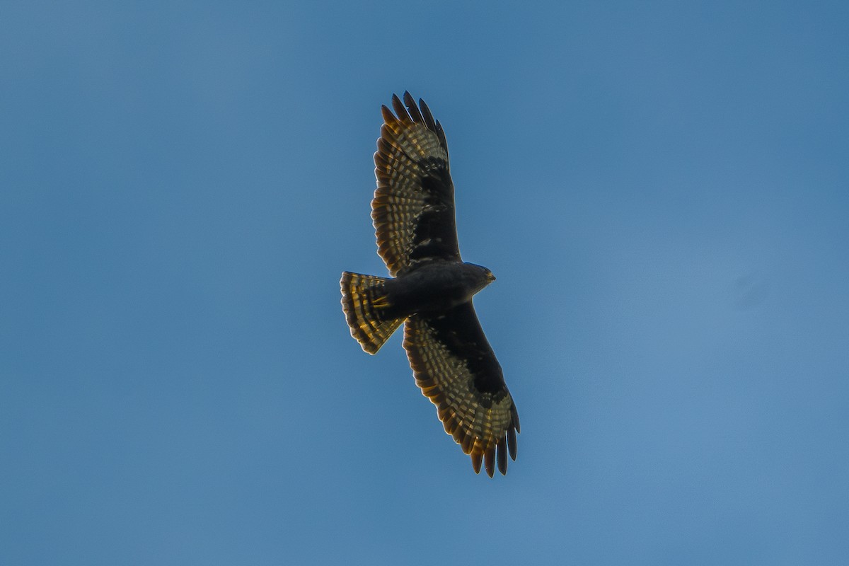 Short-tailed Hawk - ML646802604