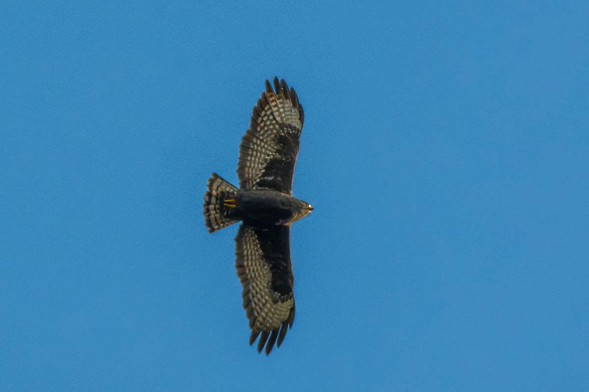 Short-tailed Hawk - ML646802605