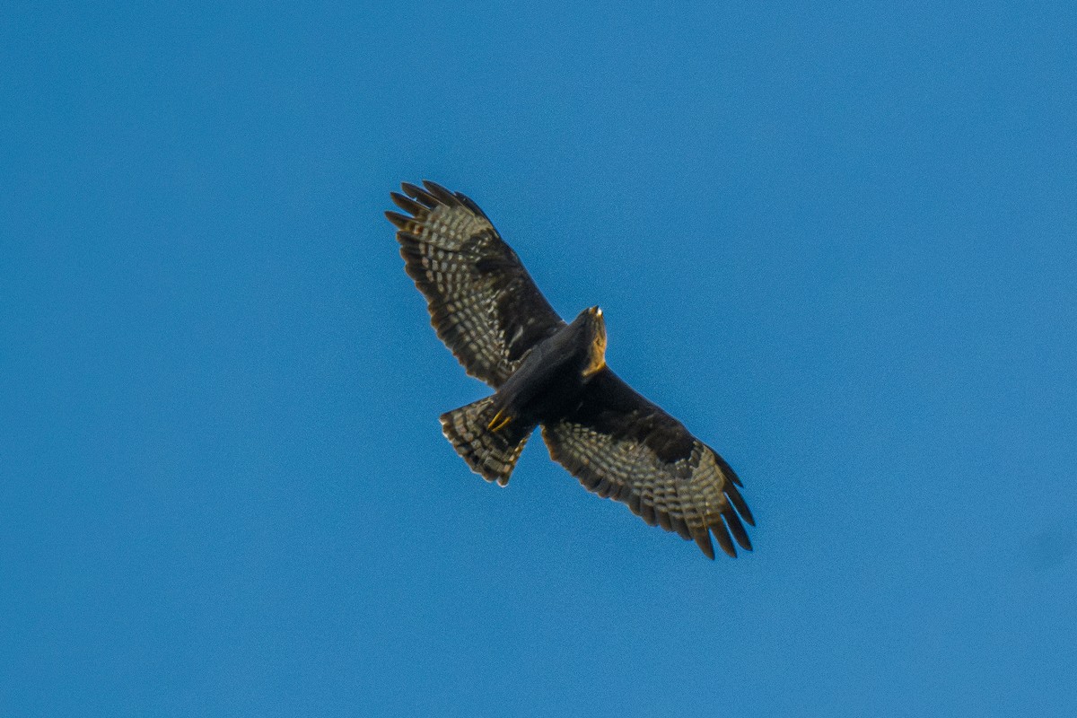 Short-tailed Hawk - ML646802606