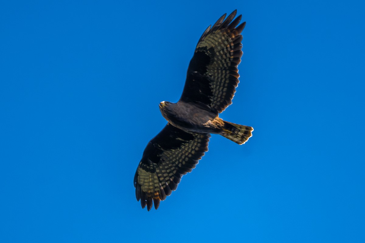 Short-tailed Hawk - ML646802608