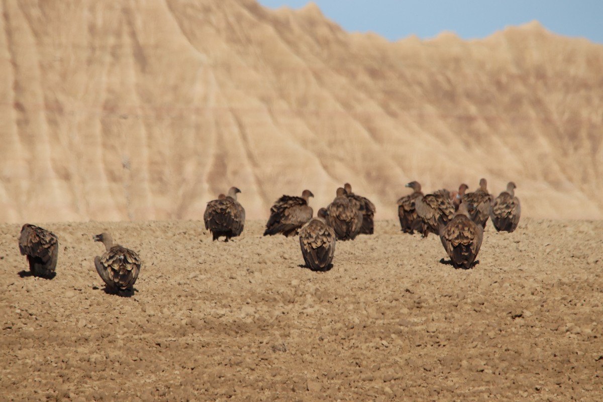 Vautour fauve - ML646802612