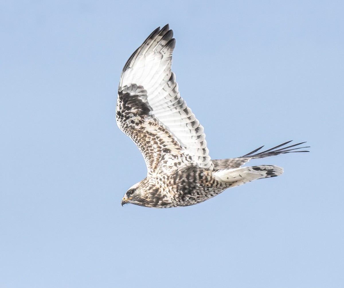 ケアシノスリ - ML646802613