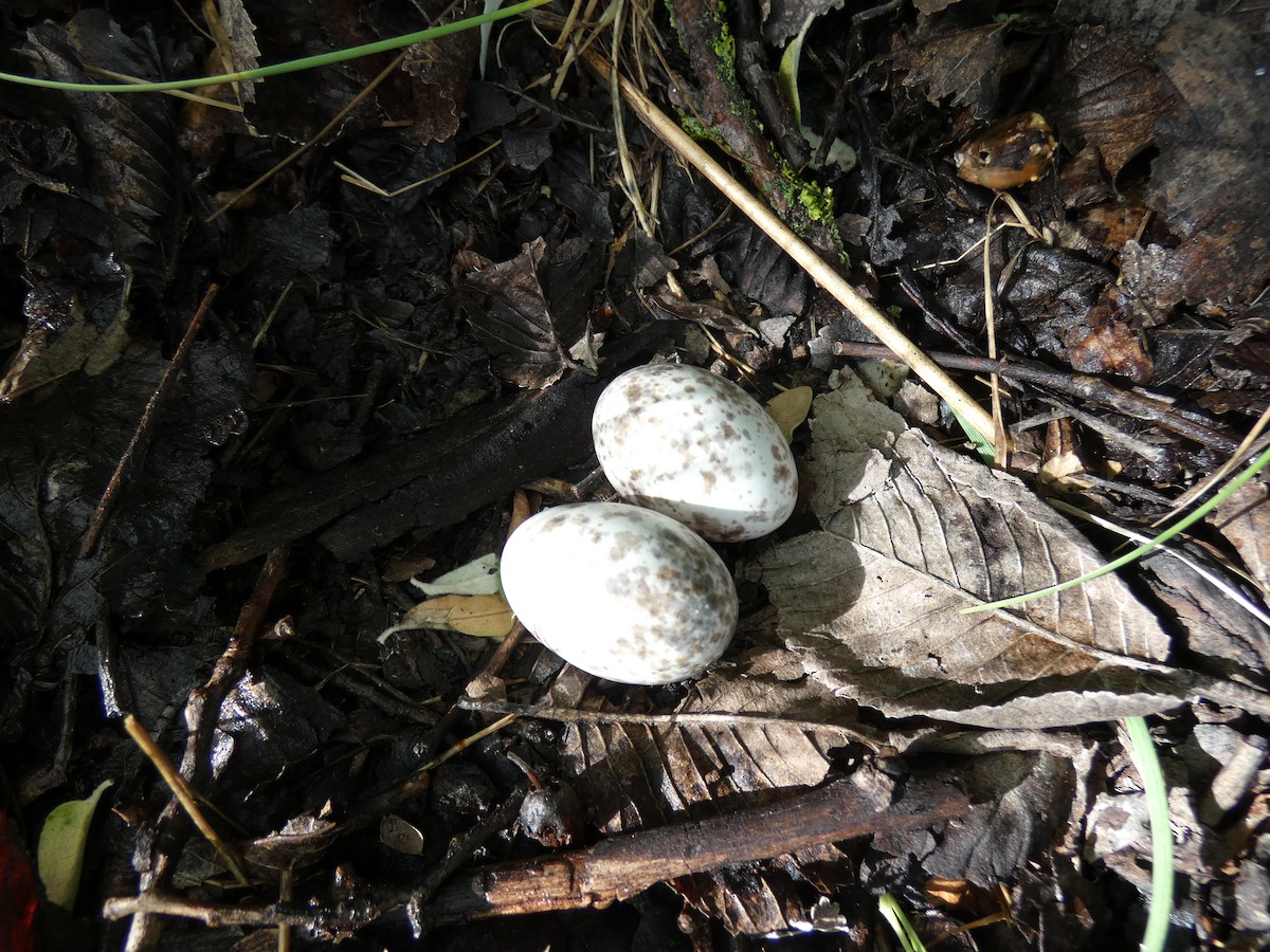 Eurasian Nightjar - ML646802616