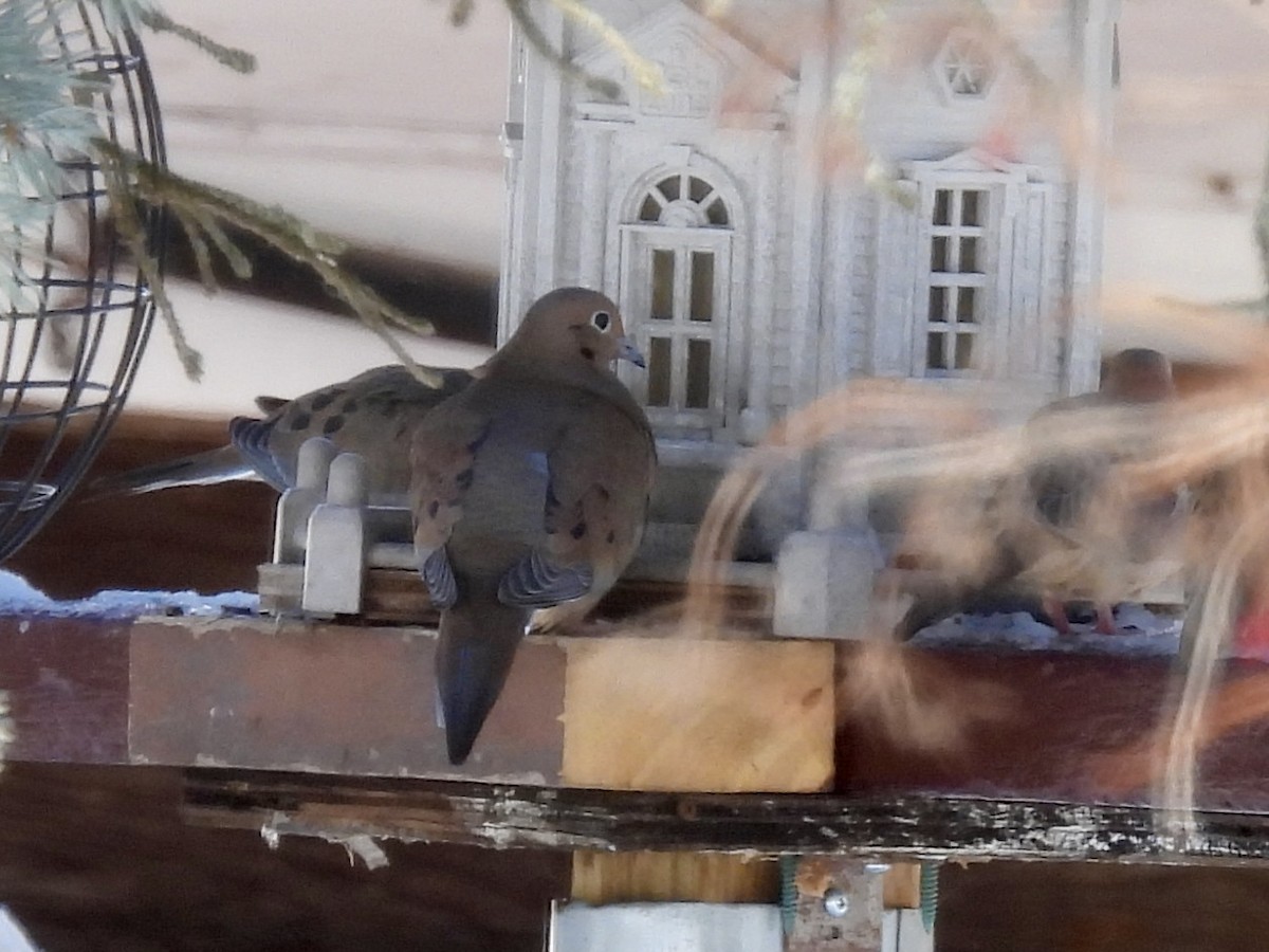 Mourning Dove - ML646802617