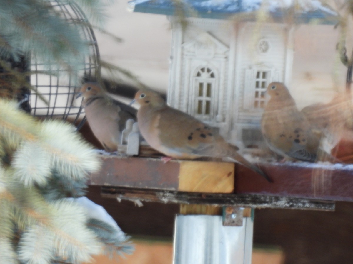 Mourning Dove - ML646802618