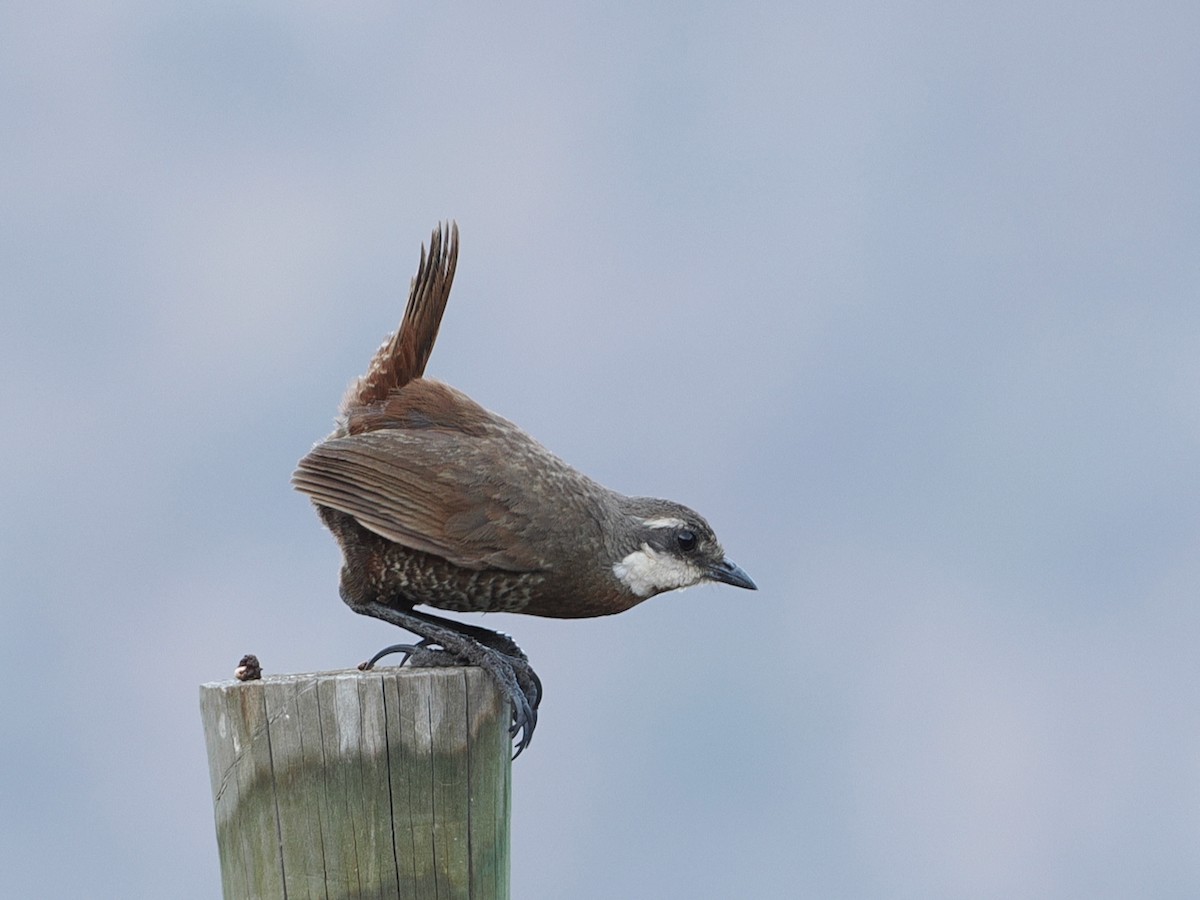 Moustached Turca - ML646802619