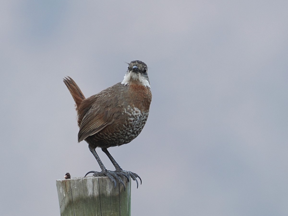 Moustached Turca - ML646802620