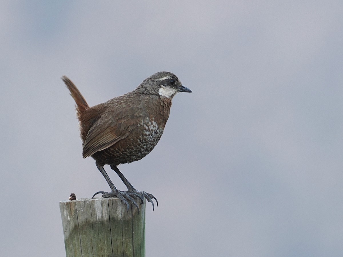 Moustached Turca - ML646802621