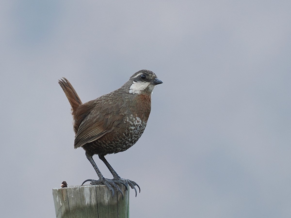 Moustached Turca - ML646802622