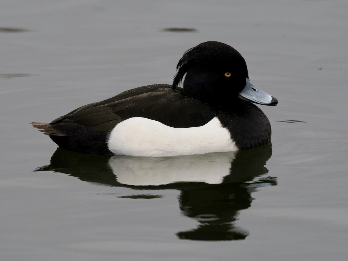 Tufted Duck - ML646802623