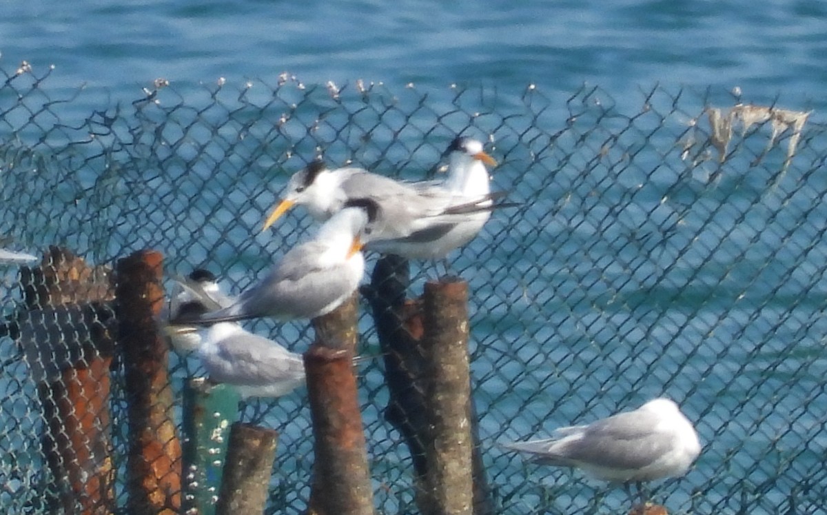 Tepeli Sumru - ML646802624