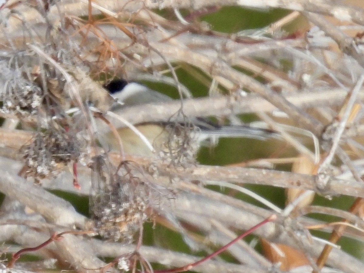 Black-capped Chickadee - ML646802625