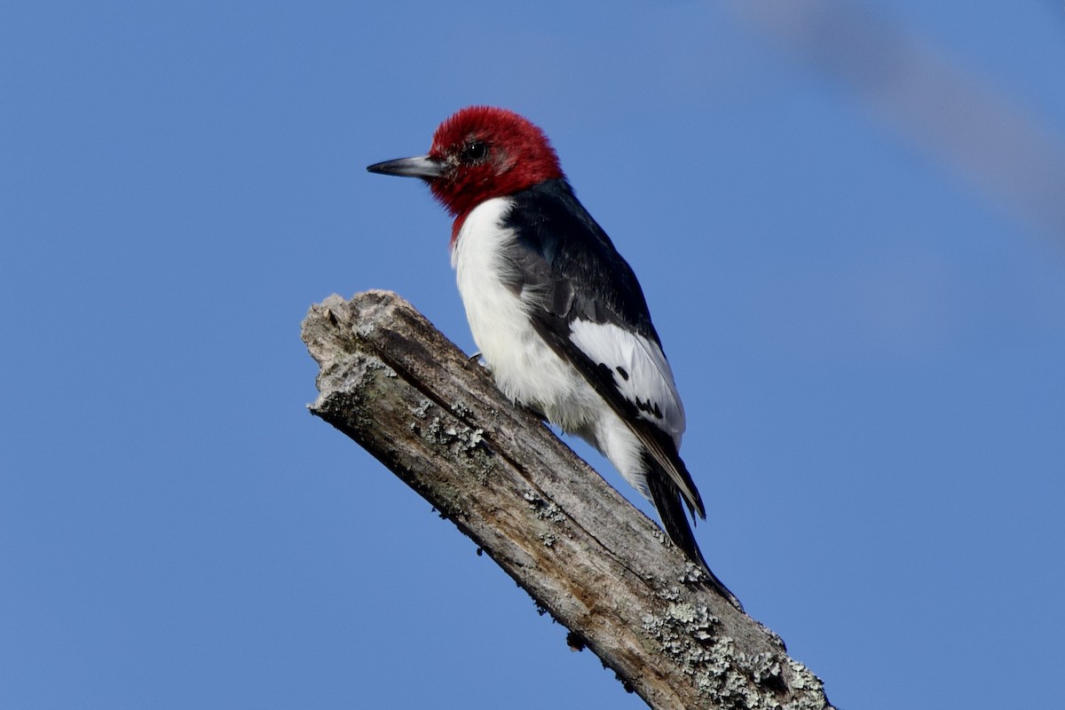 rødhodespett - ML646802642