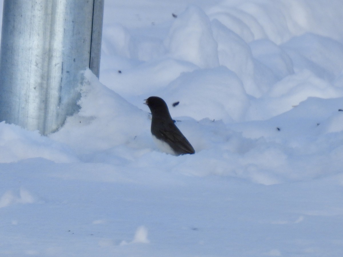 Dark-eyed Junco (Slate-colored) - ML646802648