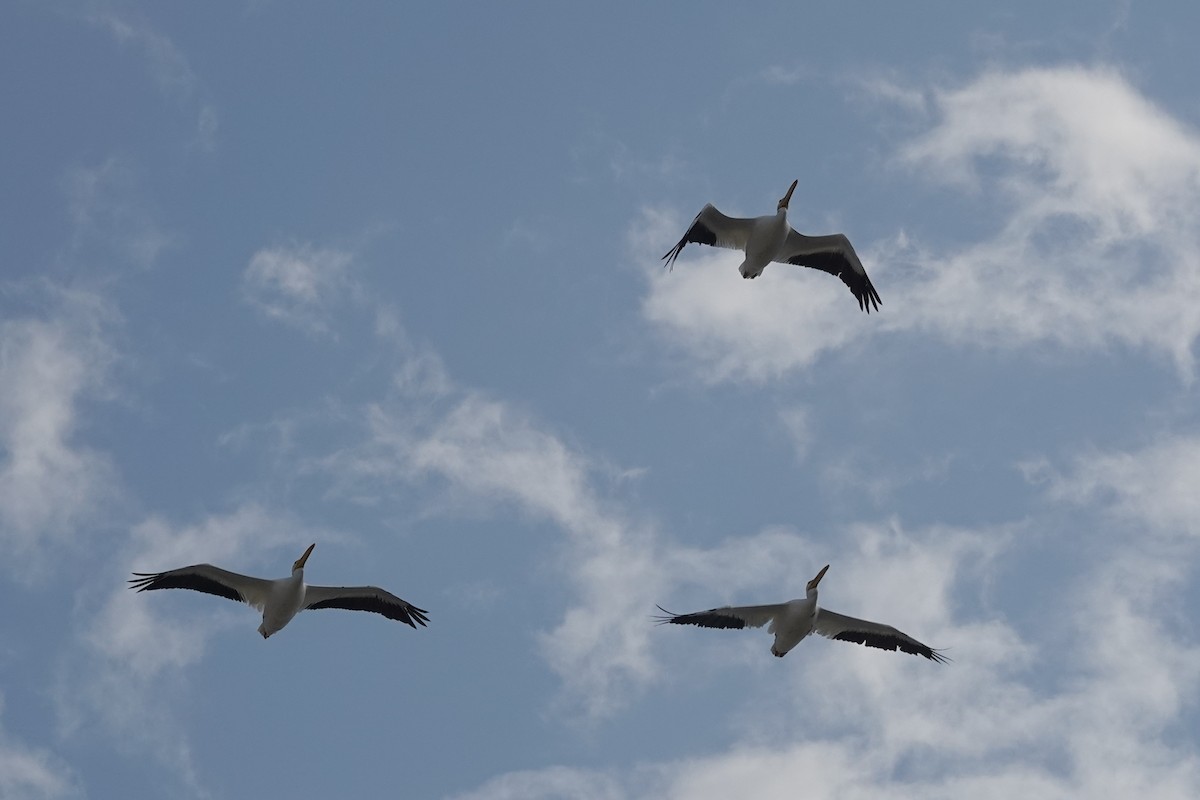 שקנאי אמריקני - ML646802649