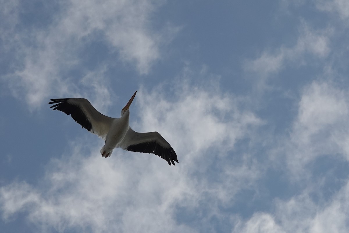 שקנאי אמריקני - ML646802650
