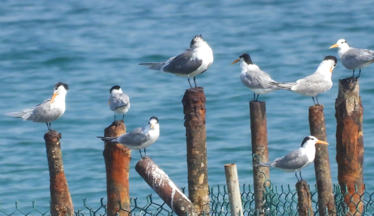 Tepeli Sumru - ML646802652