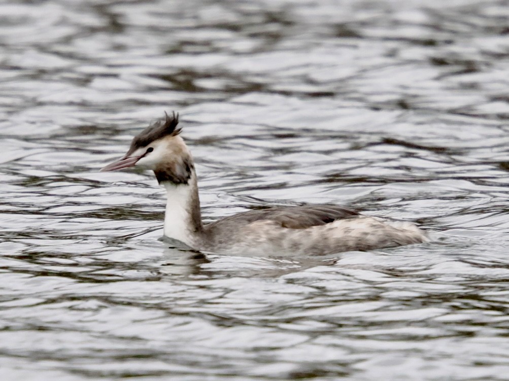 Great Crested Grebe - ML646802657
