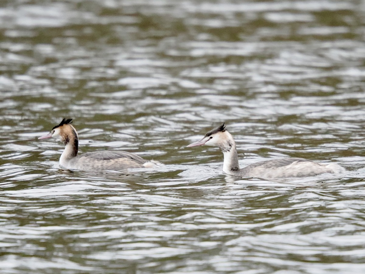 Great Crested Grebe - ML646802658