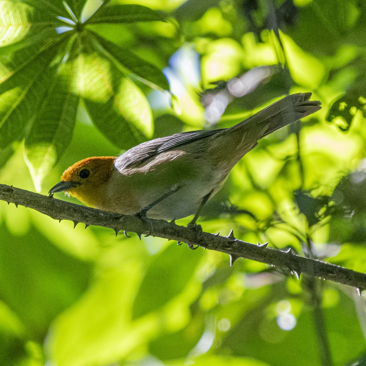 Рыжеголовая пипира - ML646802659