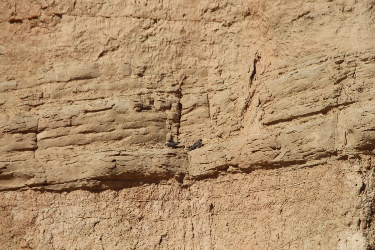 Hirondelle de rochers - ML646802660