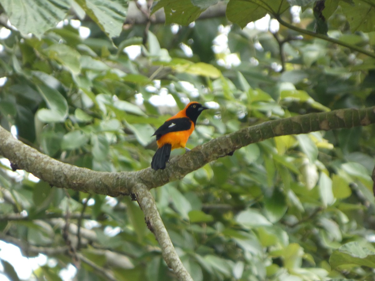 Трупіал пломенистий - ML646802663