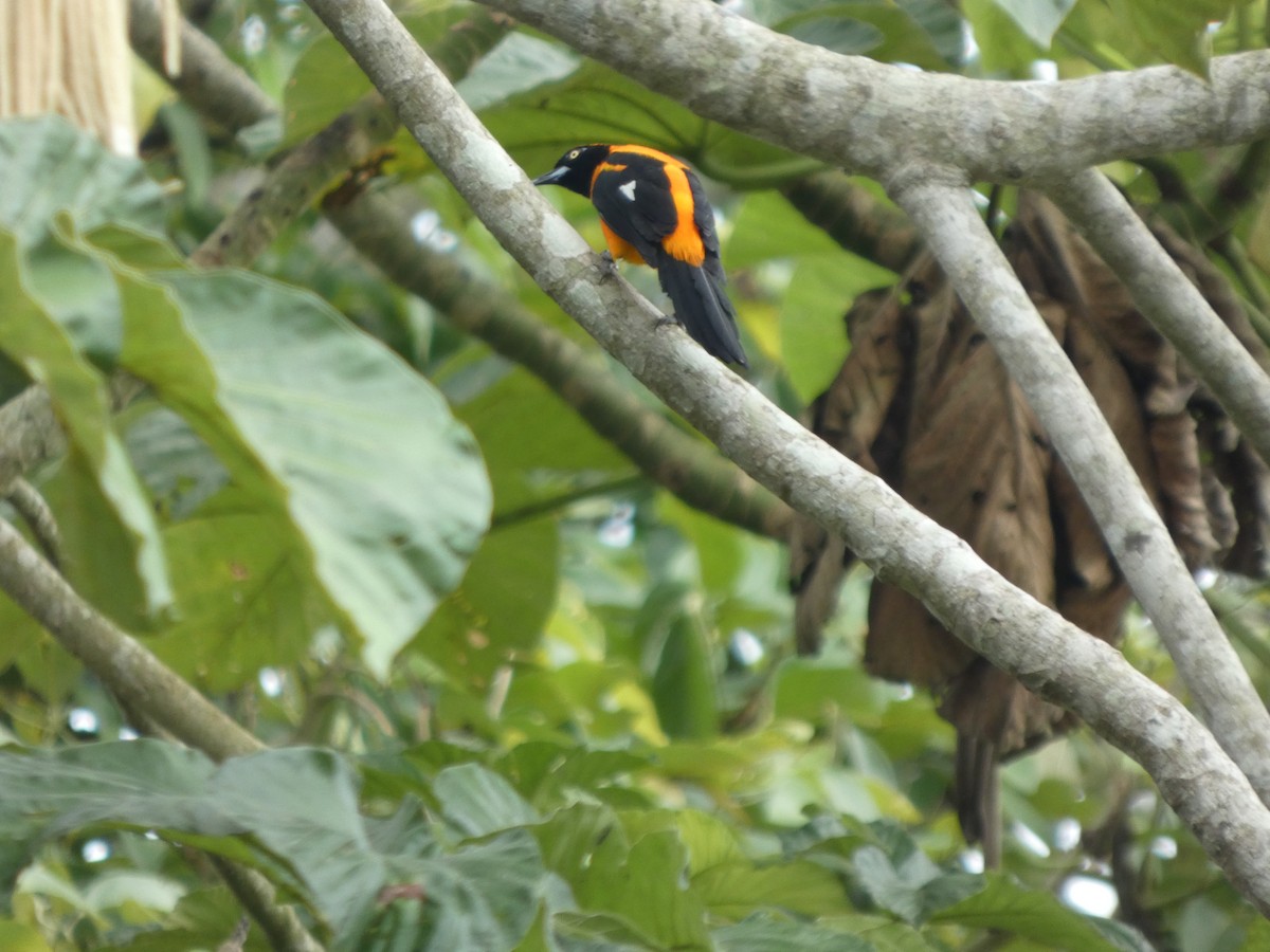 Трупіал пломенистий - ML646802664