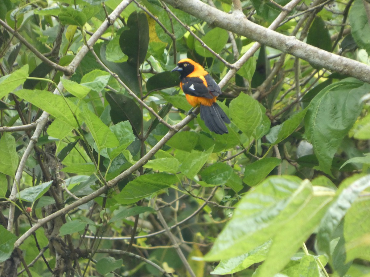 Трупіал пломенистий - ML646802665