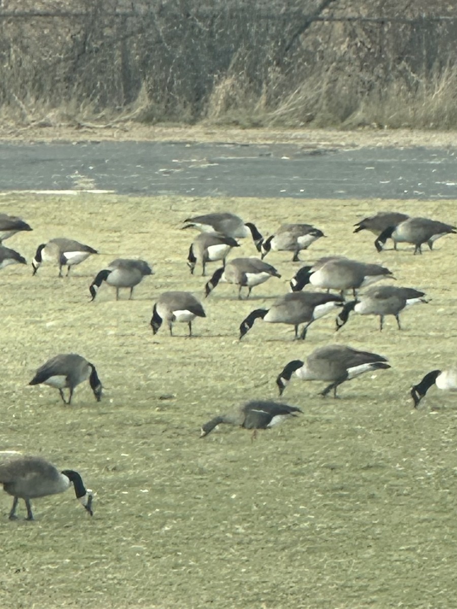Greater White-fronted Goose - ML646802666