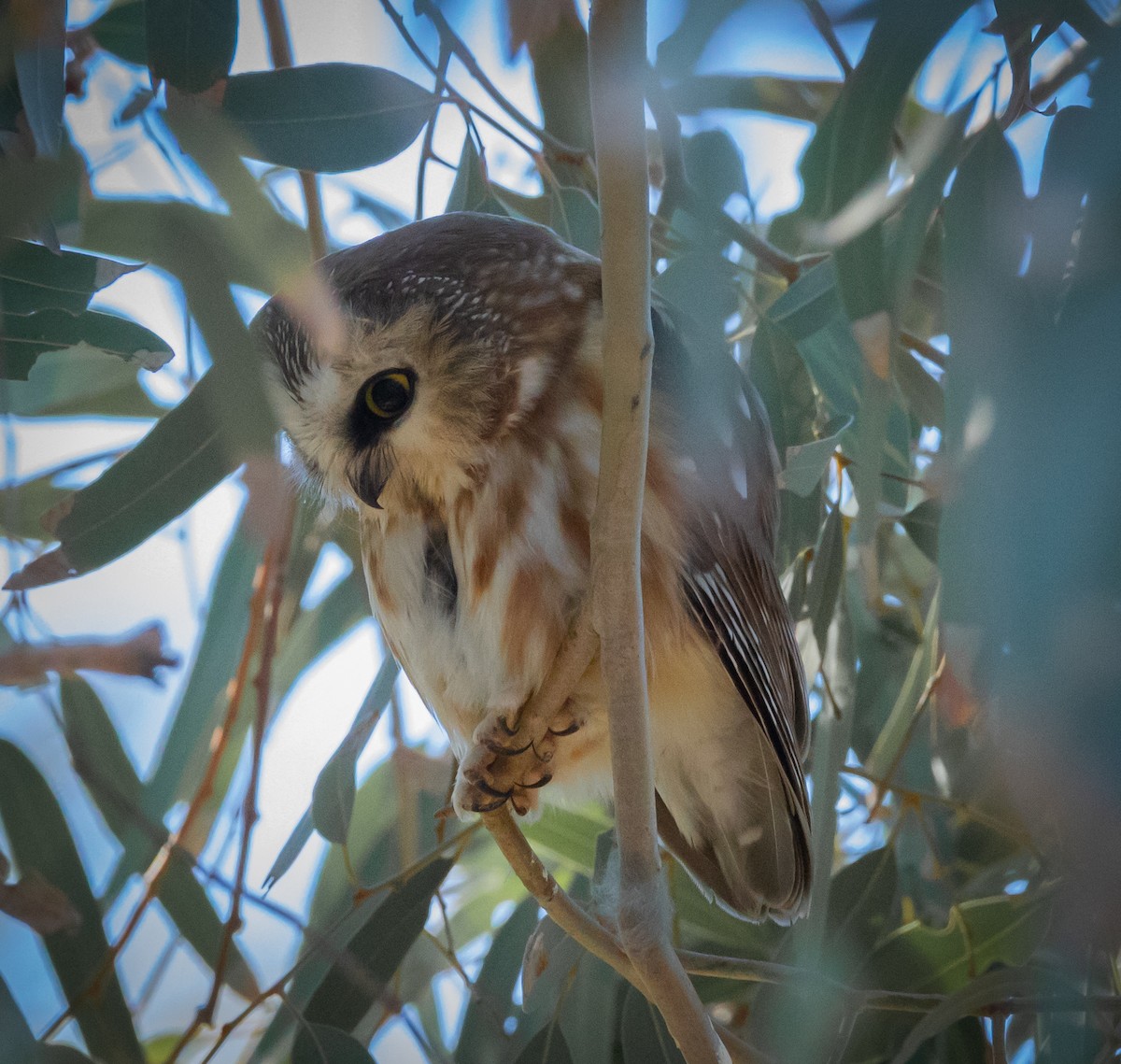 Northern Saw-whet Owl - ML646802668