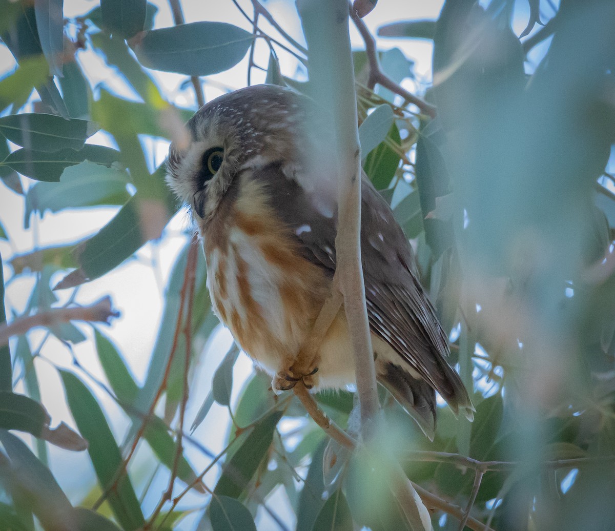 Northern Saw-whet Owl - ML646802669
