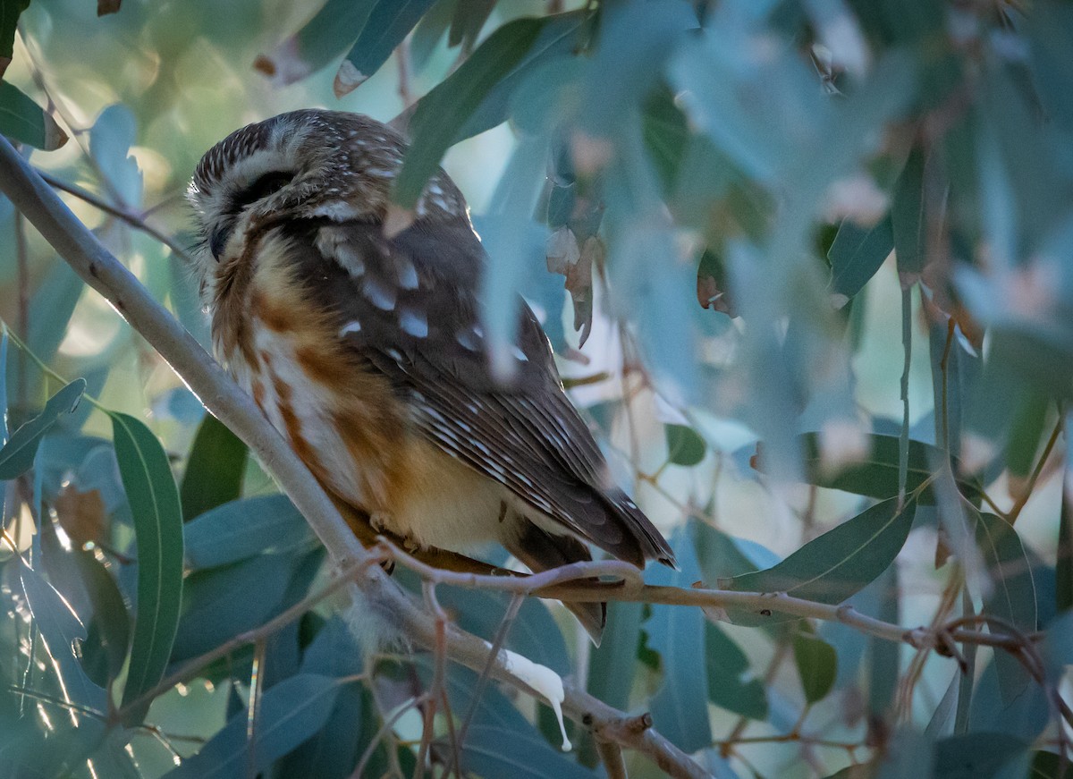 Northern Saw-whet Owl - ML646802670