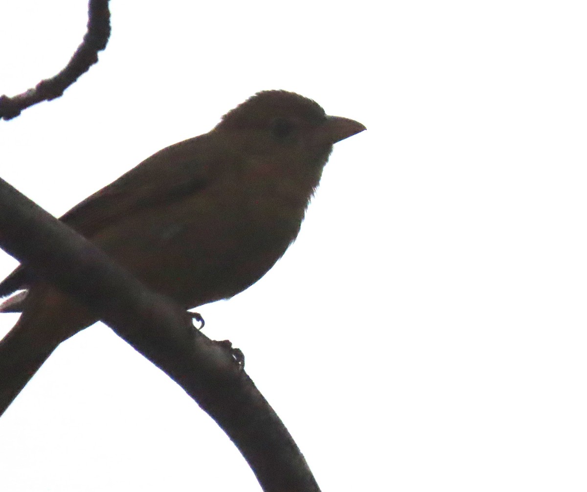 Summer Tanager - ML646802672