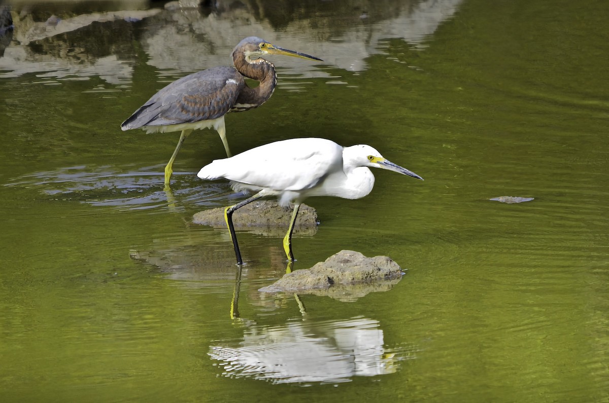 Karbeyaz Balıkçıl - ML646802673