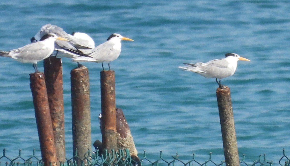 Tepeli Sumru - ML646802674