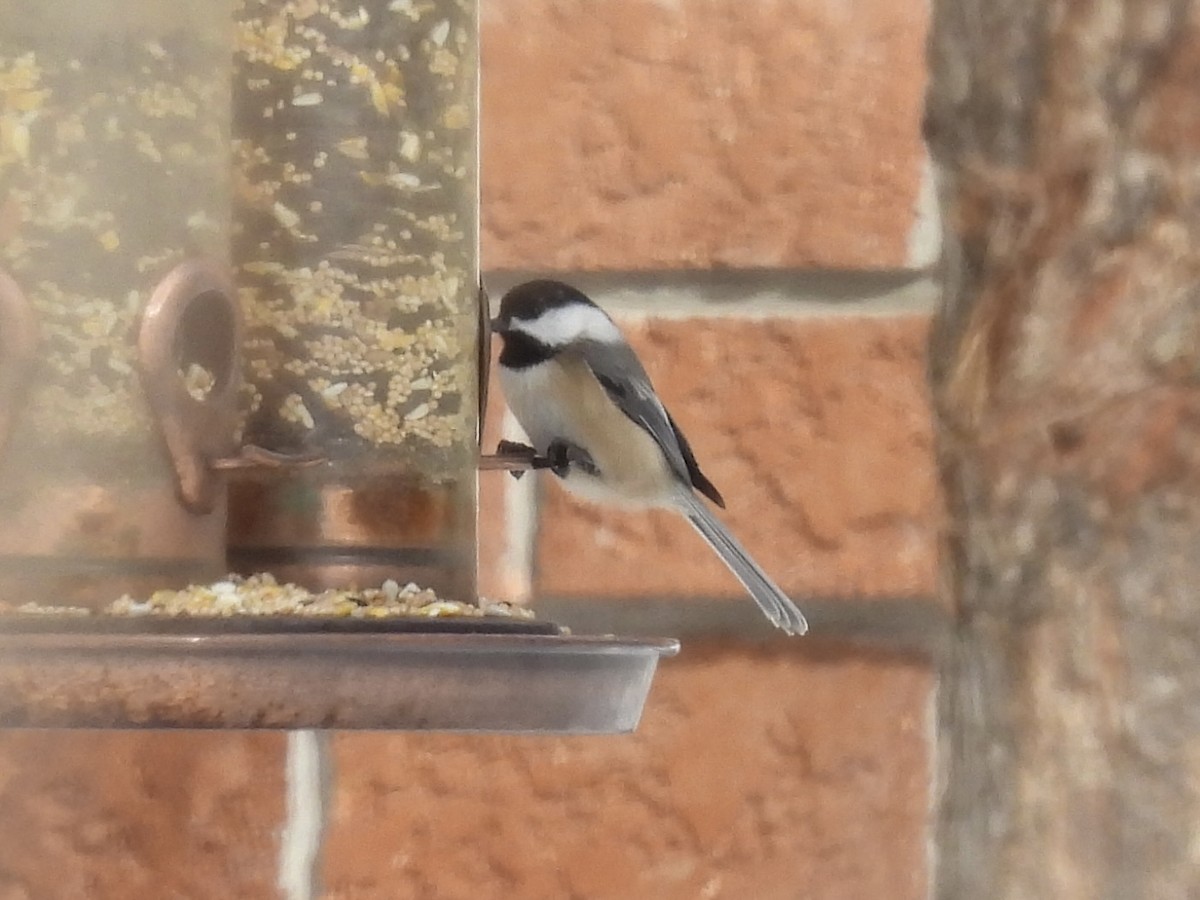 Black-capped Chickadee - ML646802675
