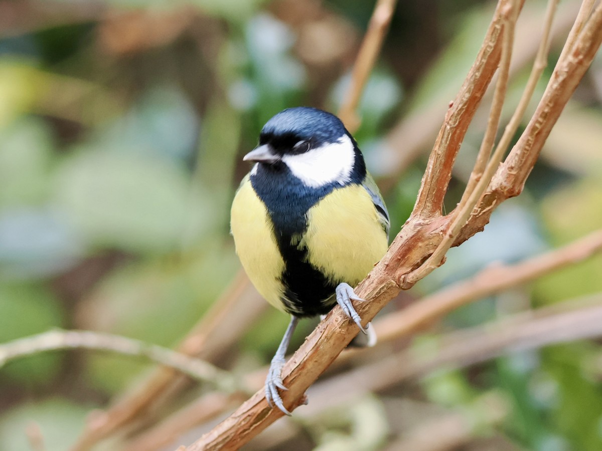 Great Tit - ML646802677