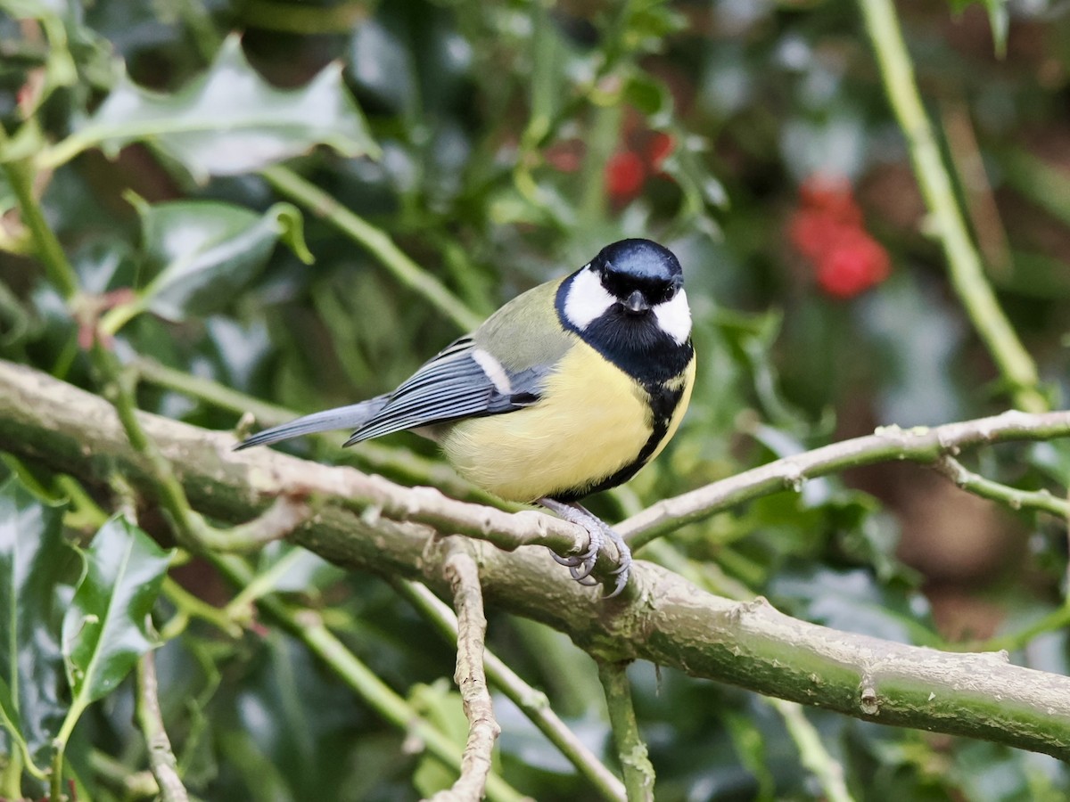Great Tit - ML646802678
