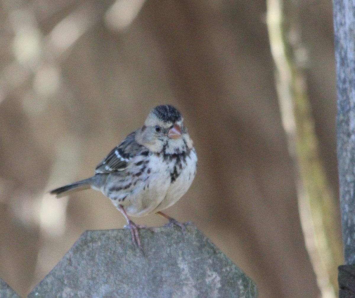 Бруант північний - ML646802681