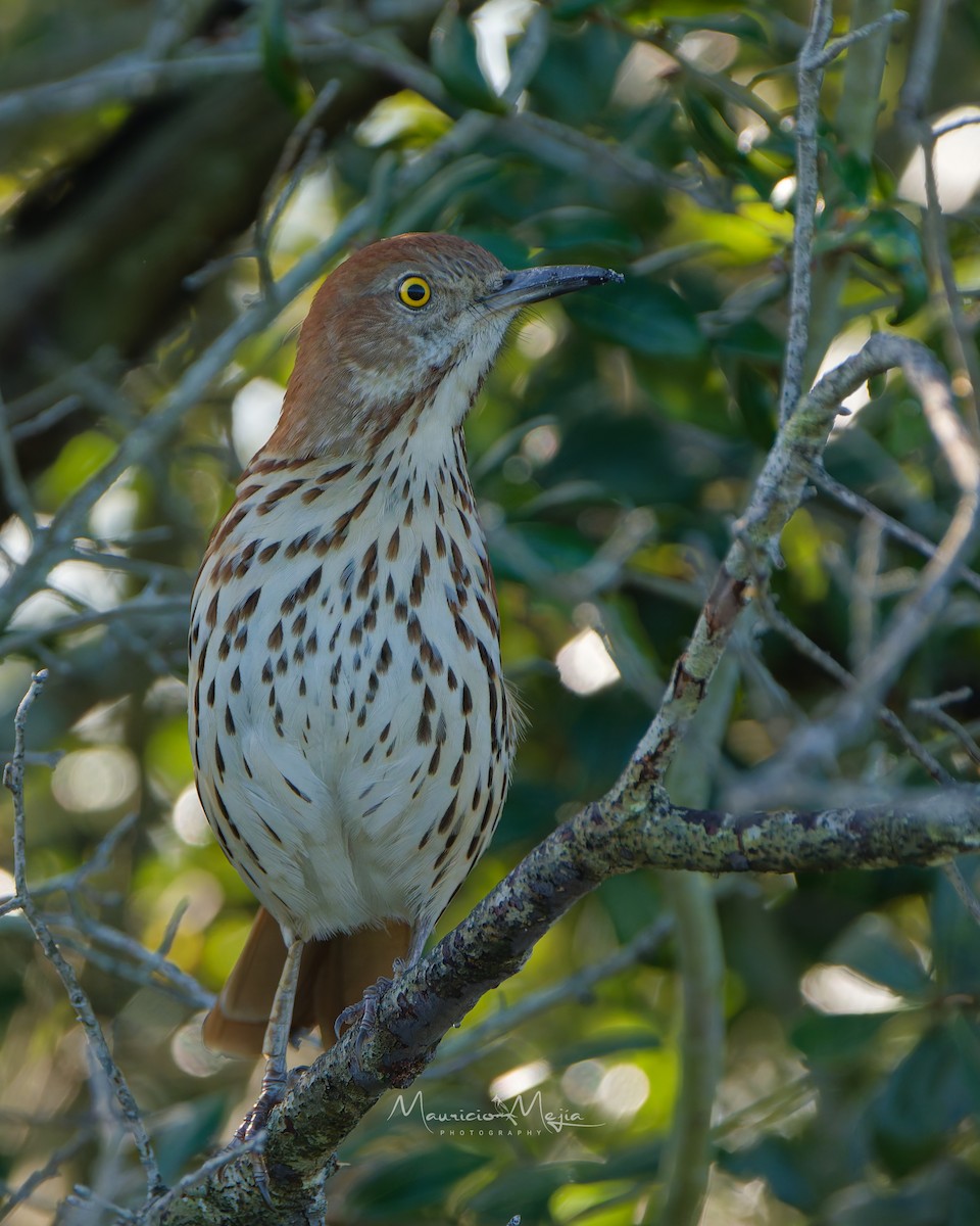 Brown Thrasher - ML646802687